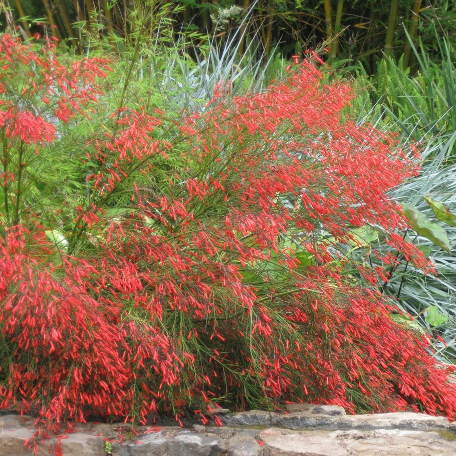 Русселия ситниковидная