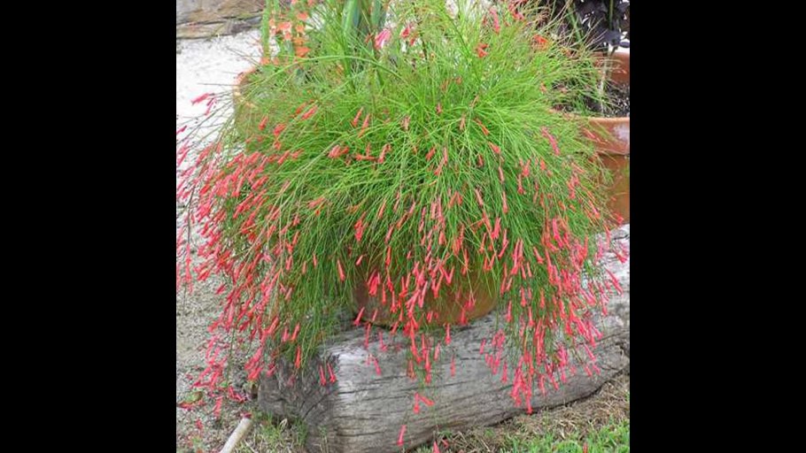 Русселия красная