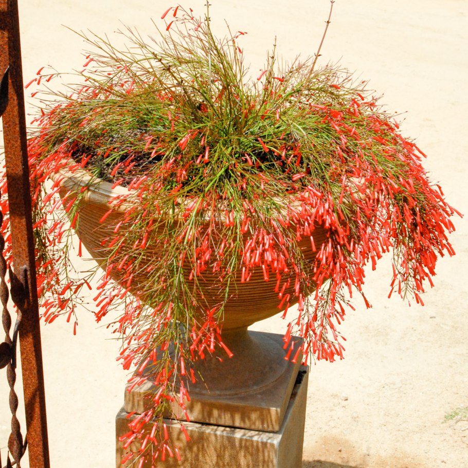 Русселия хвощевидная