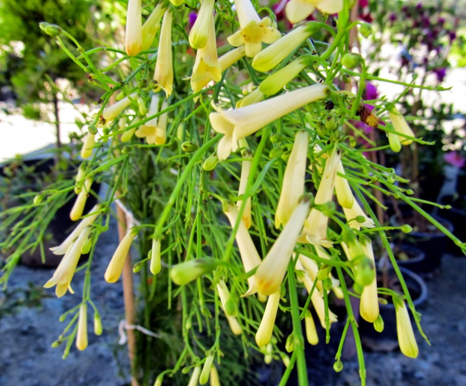 Русселия (Russelia)