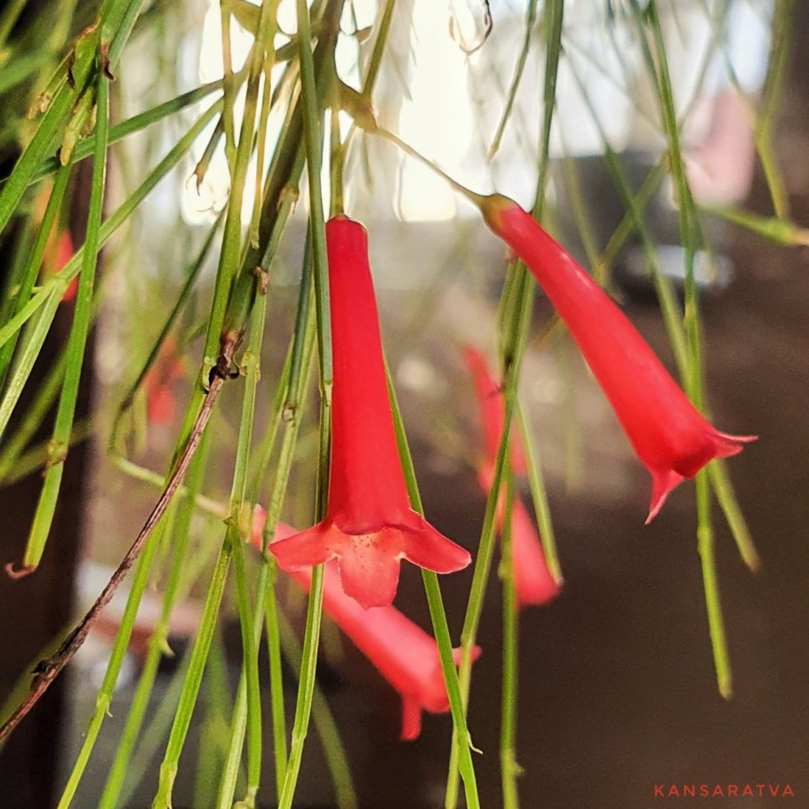 Русселия хвощевидная белая