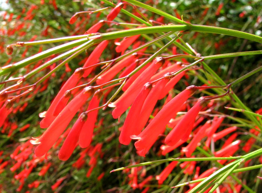 Русселия для средней полосы России