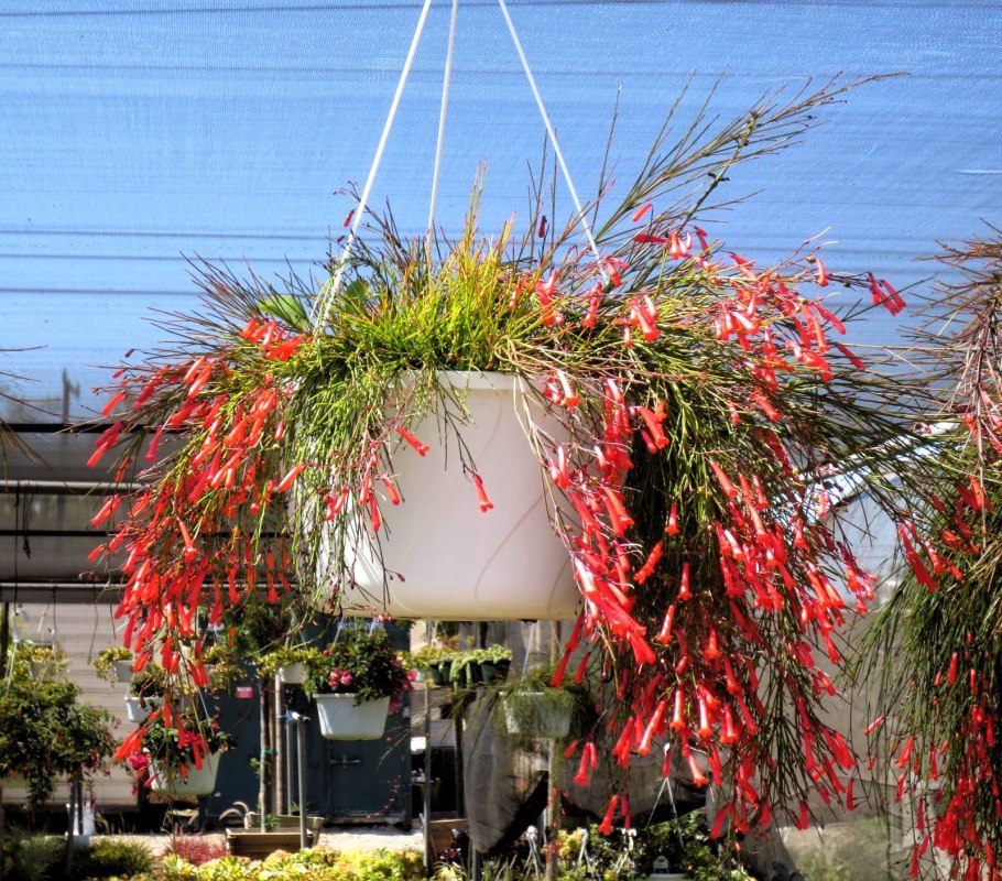 Руселия как ухаживать за цветком