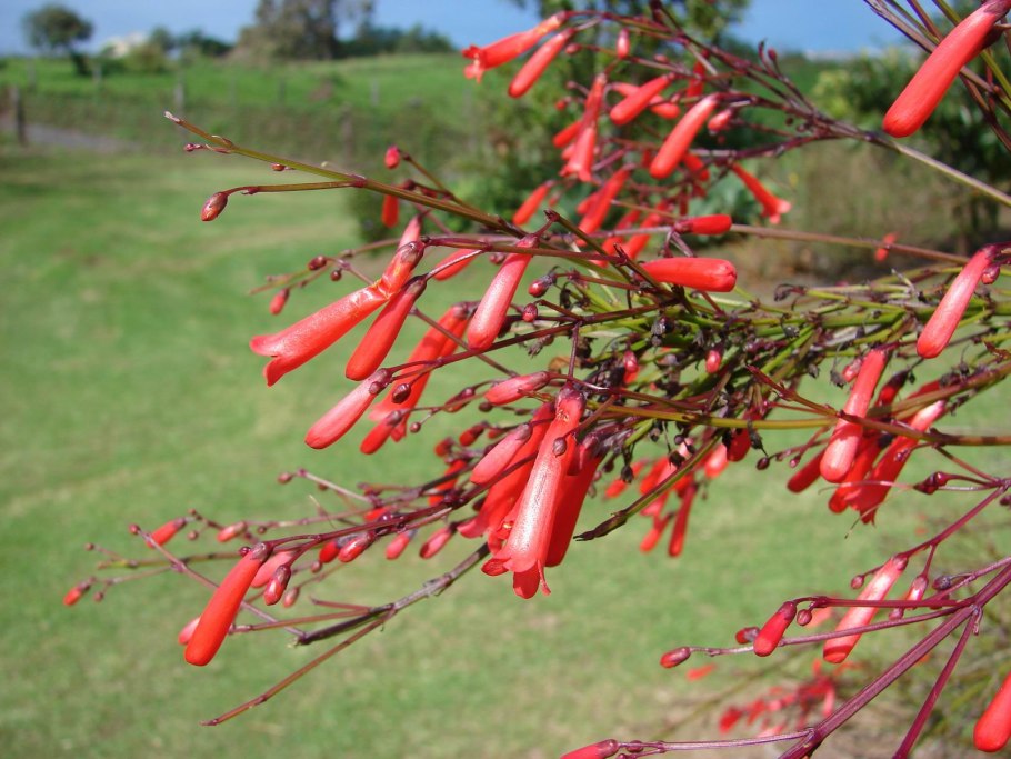 Russelia equisetiformis