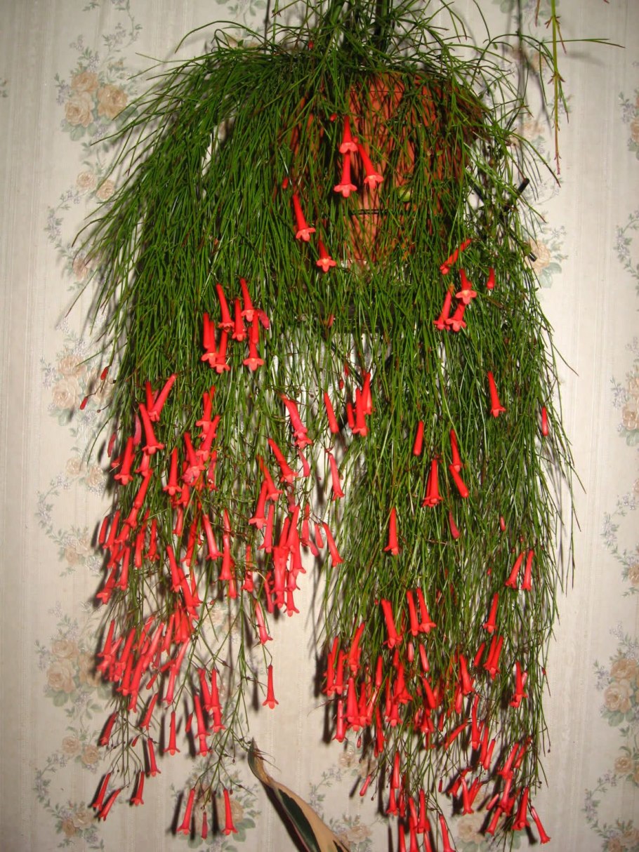 Русселия белая