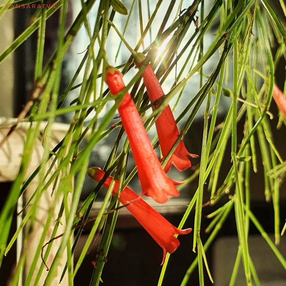 Русселия ситниковидная