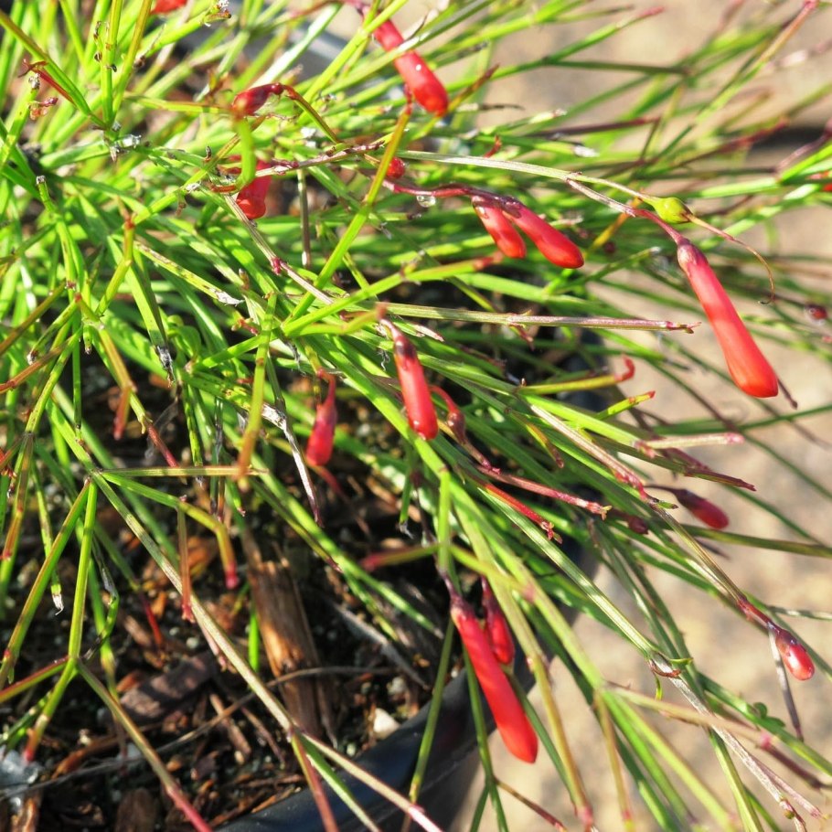 Русселия ситниковидная