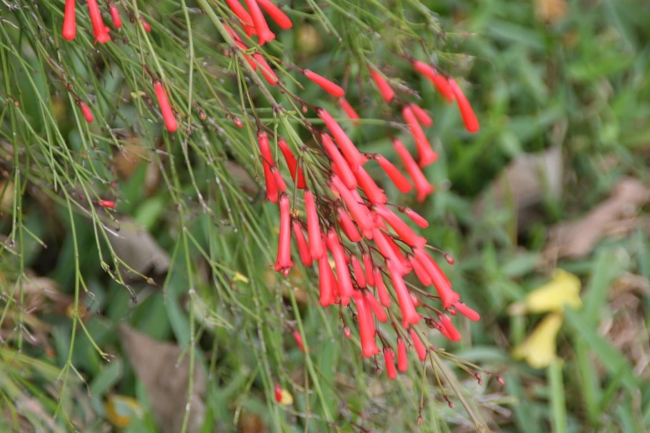 Русселия цветок комнатный