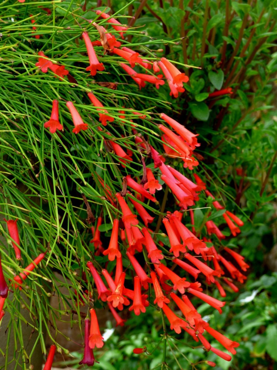 Русселия ситниковая