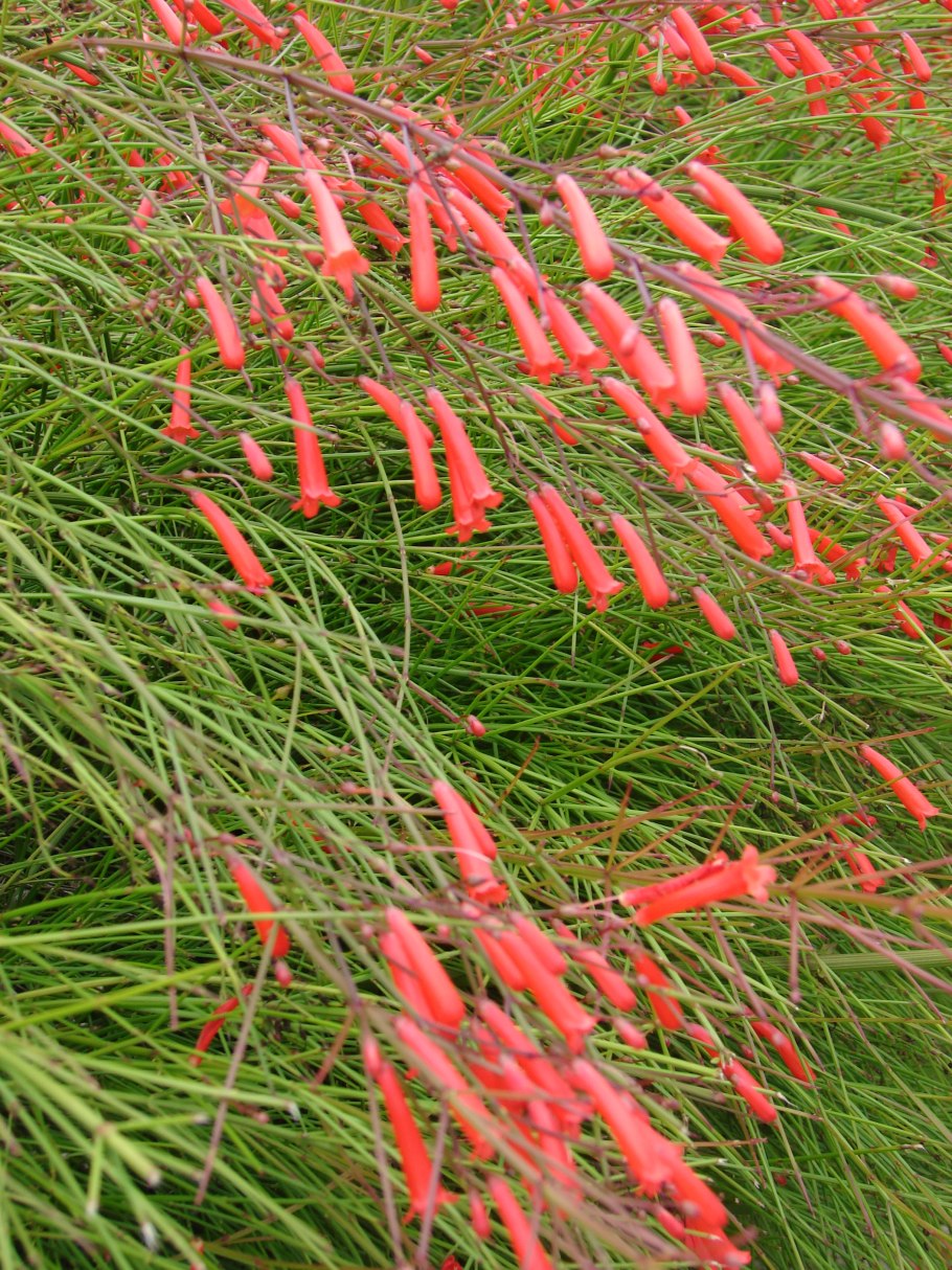 Растение Русселия