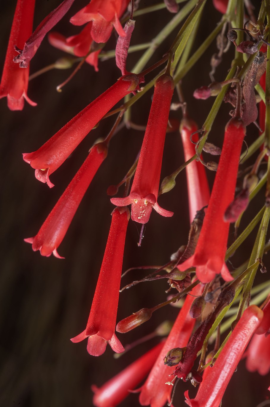 Русселия ситниковидная