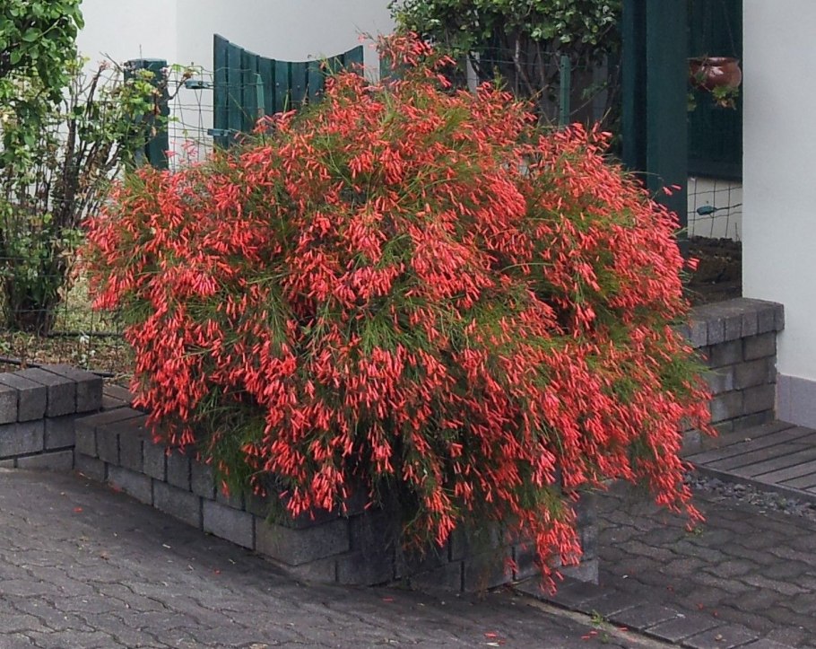 Русселия ситниковая