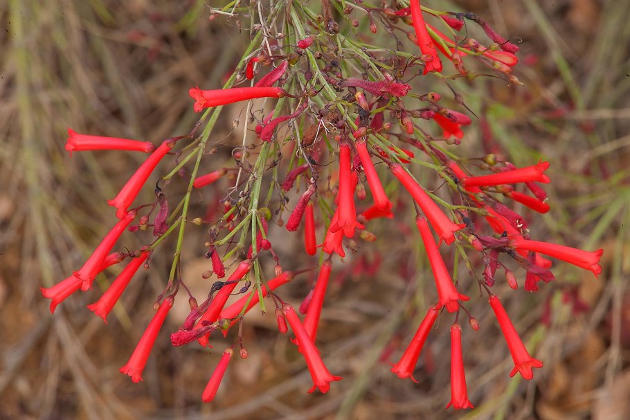 Русселия хвощевидная