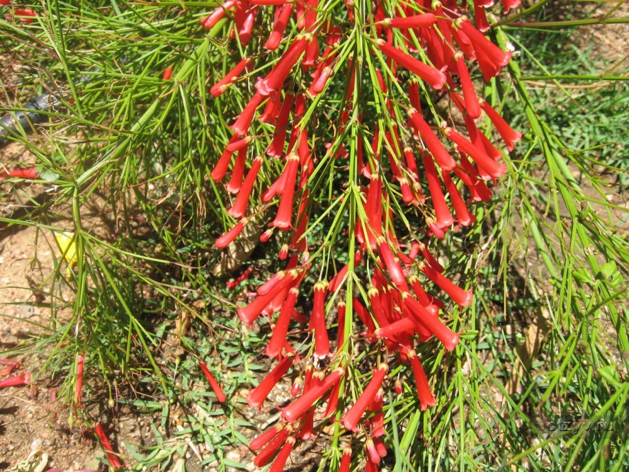 Русселия хвощевидная