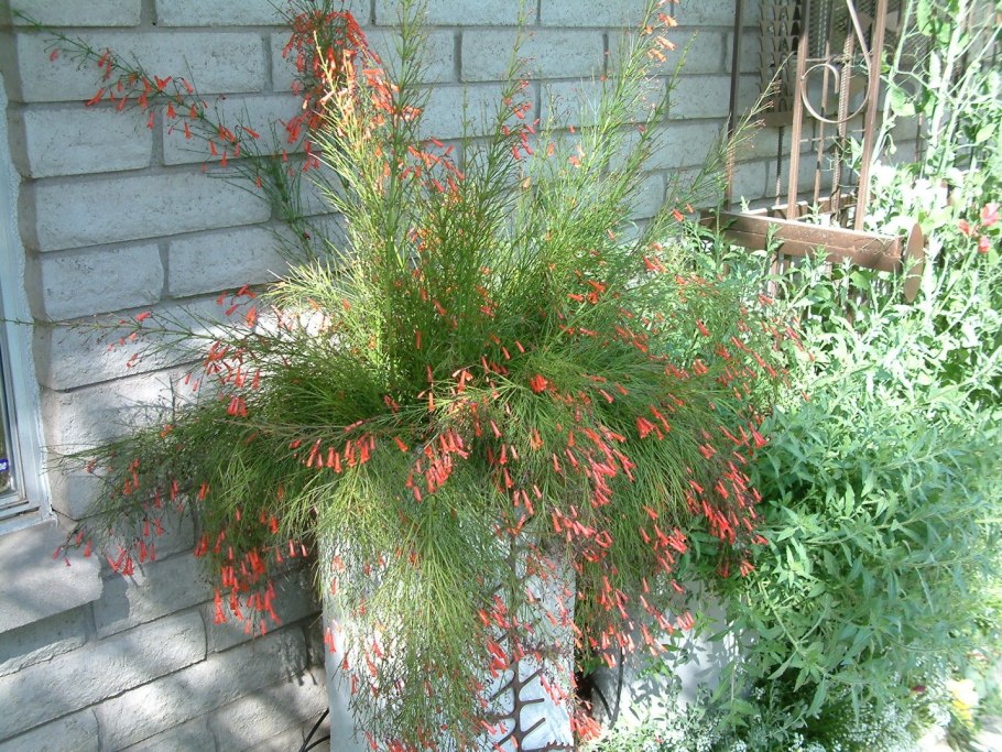 Цветок Русселия хвощевидная