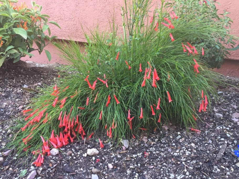 Русселия хвощевидная