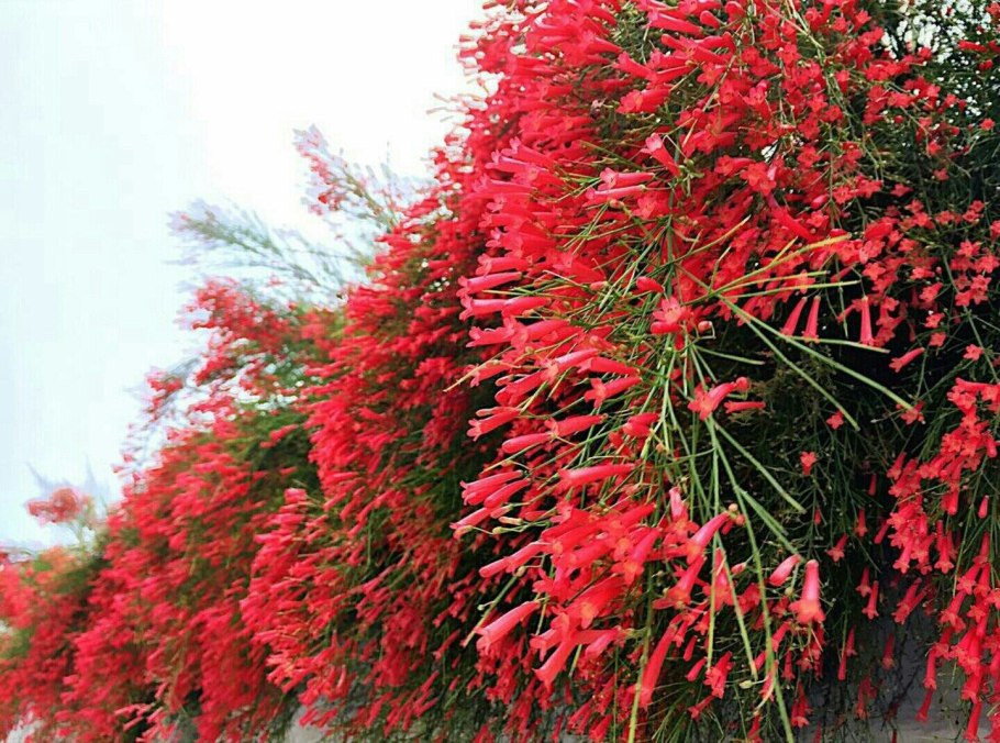 Русселия хвощевидная