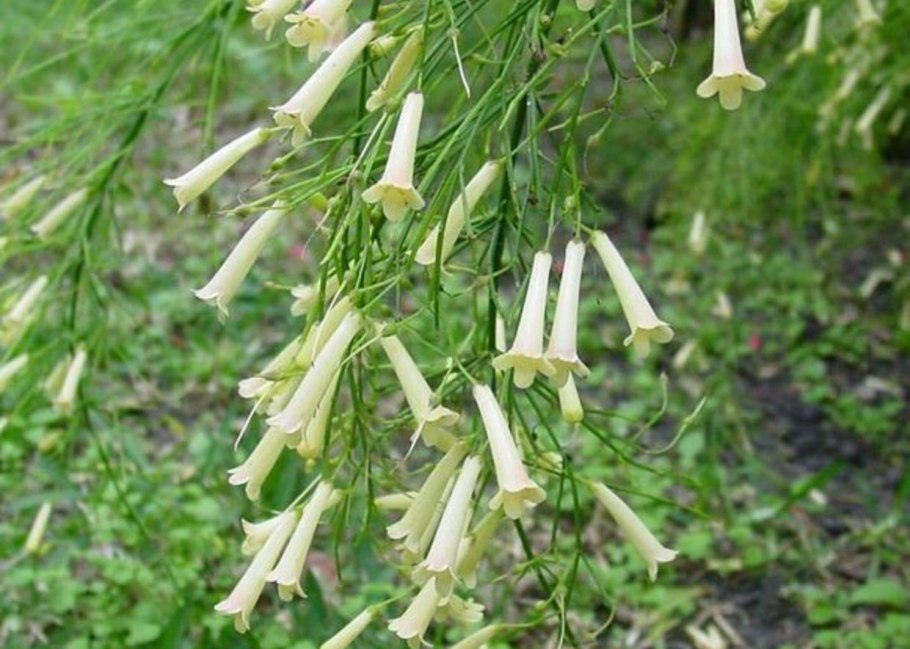 Русселия хвощевидная