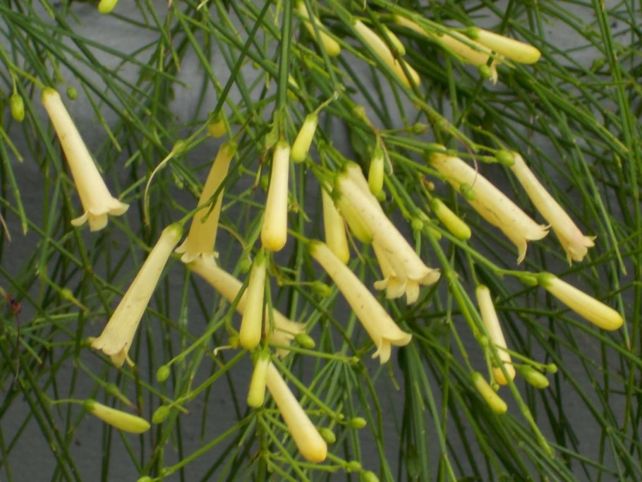 Russelia equisetiformis