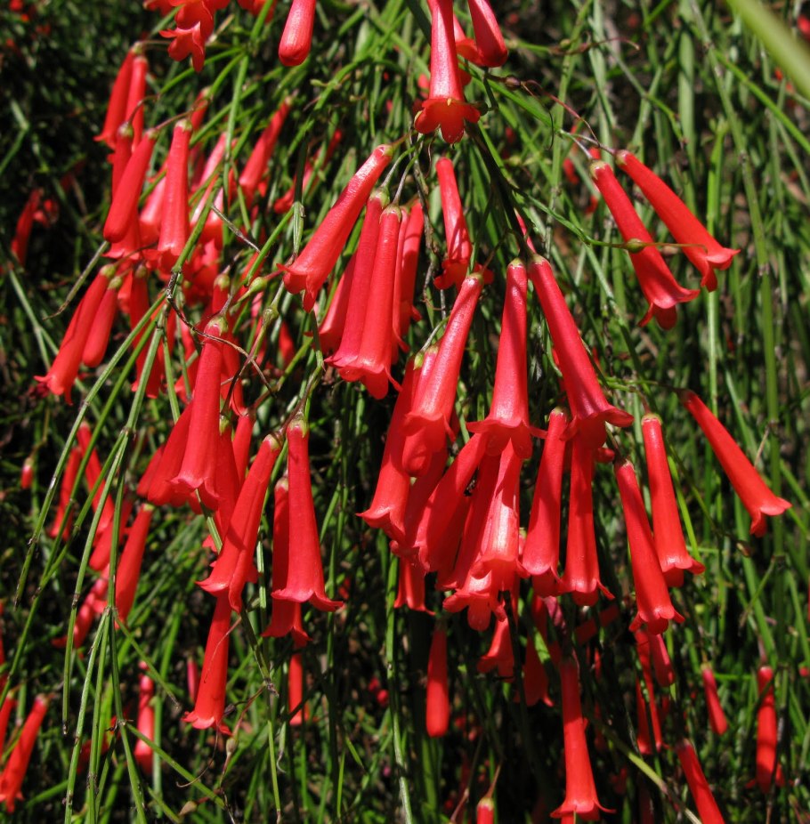 Цветок Русселия хвощевидная