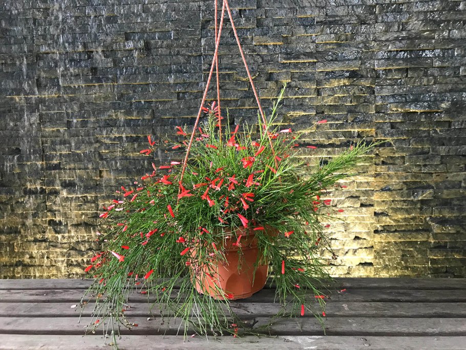 Русселия хвощевидная