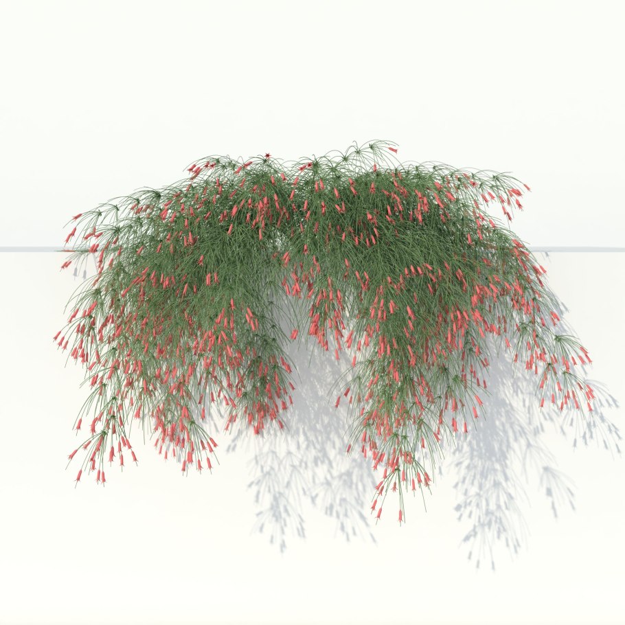 Русселия хвощевидная