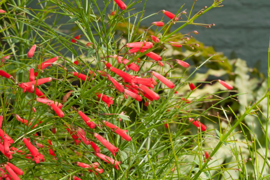 Russelia equisetiformis