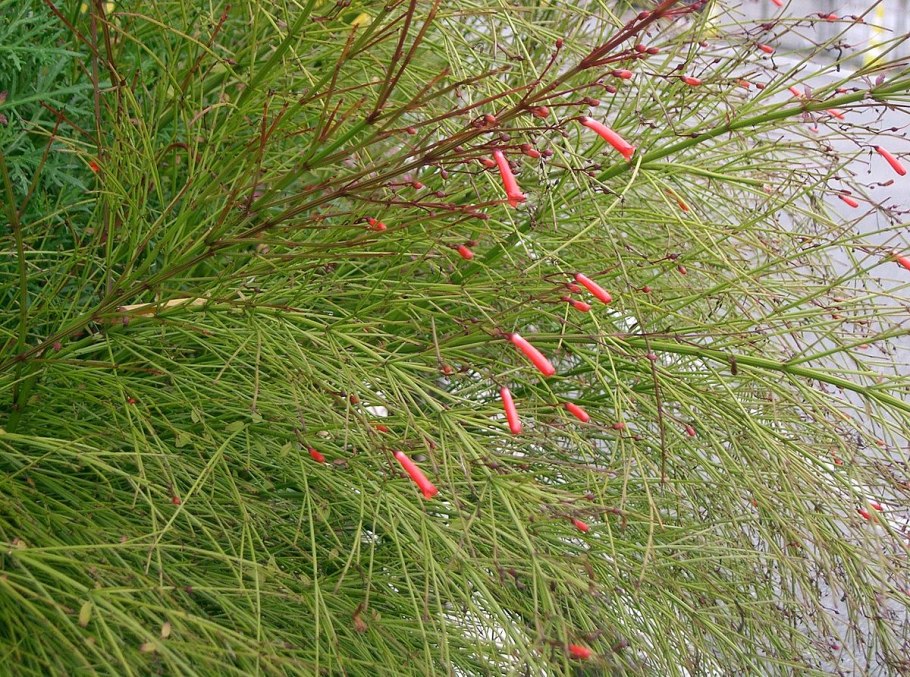 Растение Русселия