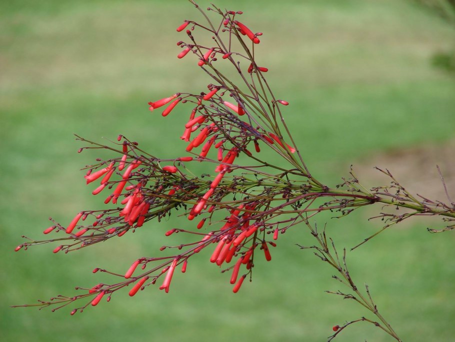 Русселия хвощевидная