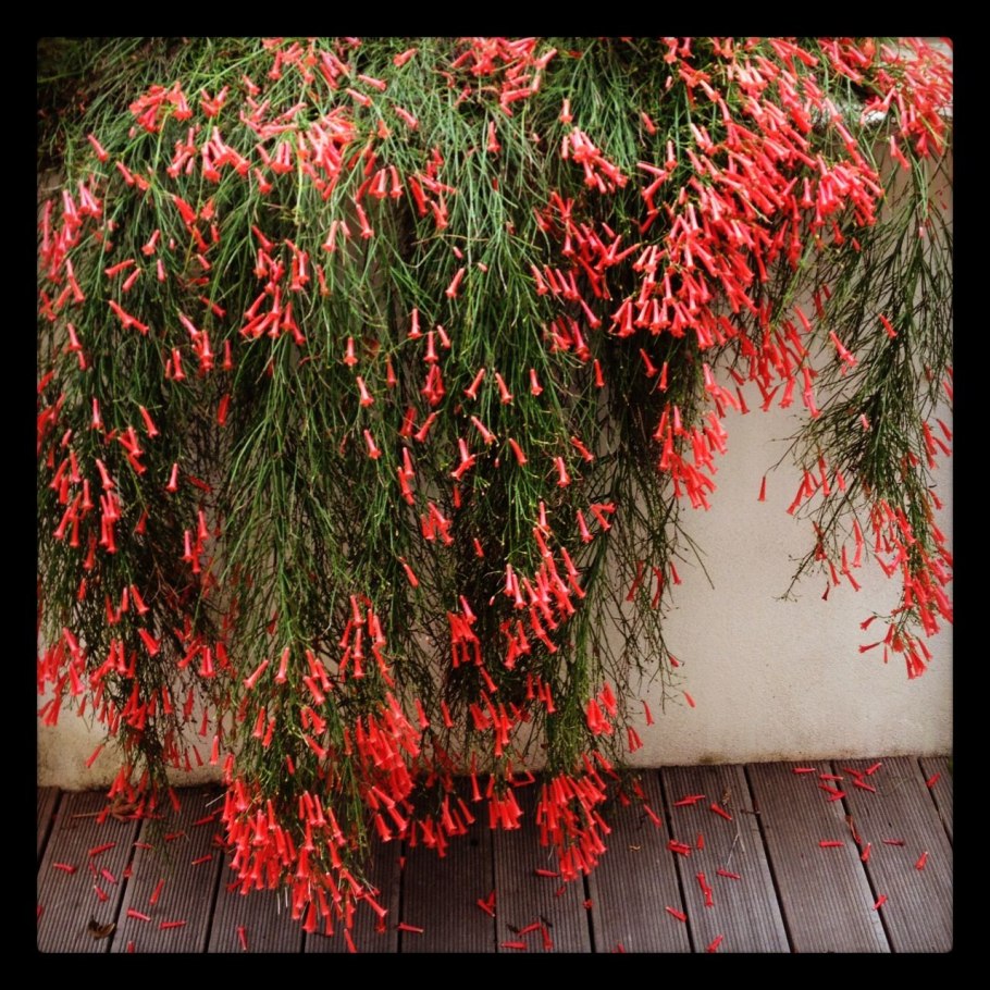 Russelia equisetiformis