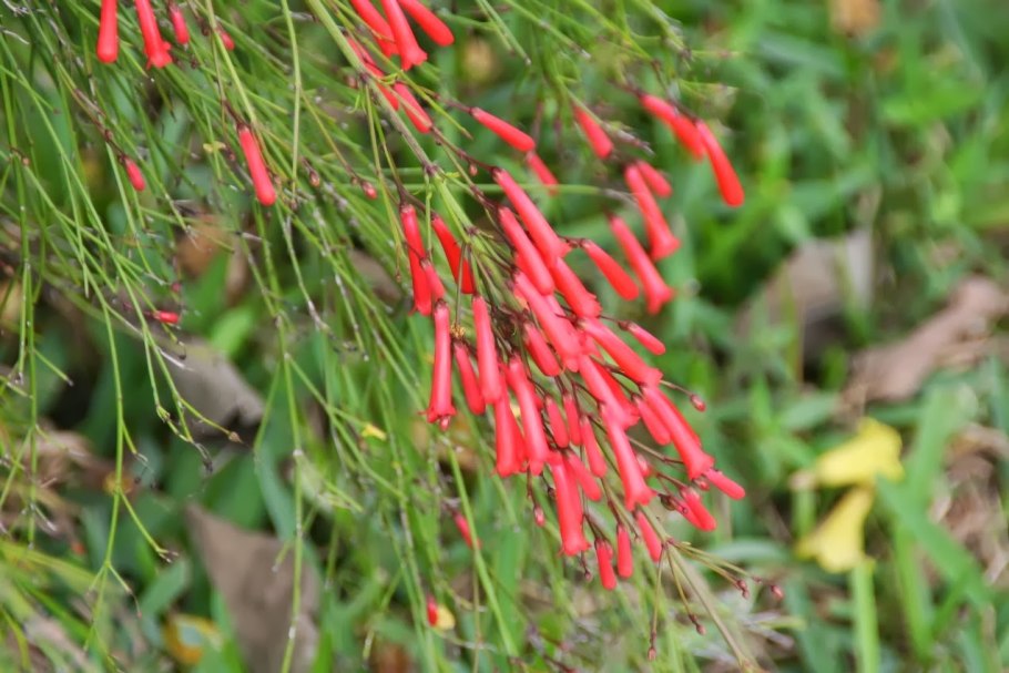 Русселия хвощевидная белая