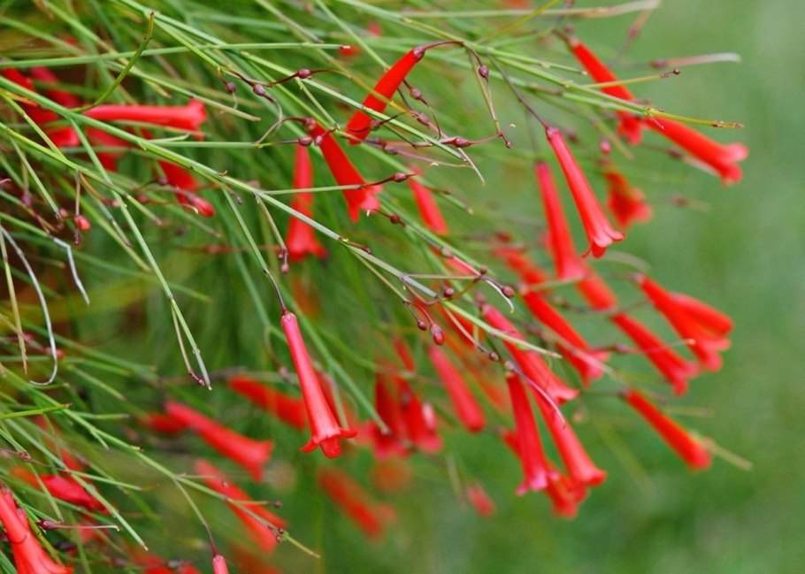 Русселия желтая