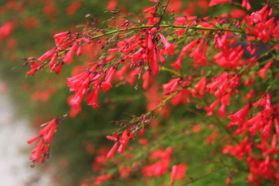 Русселия хвощевидная