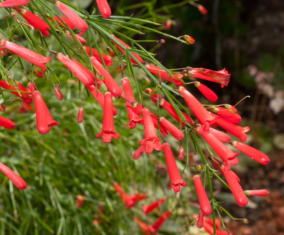 Русселия ситниковидная