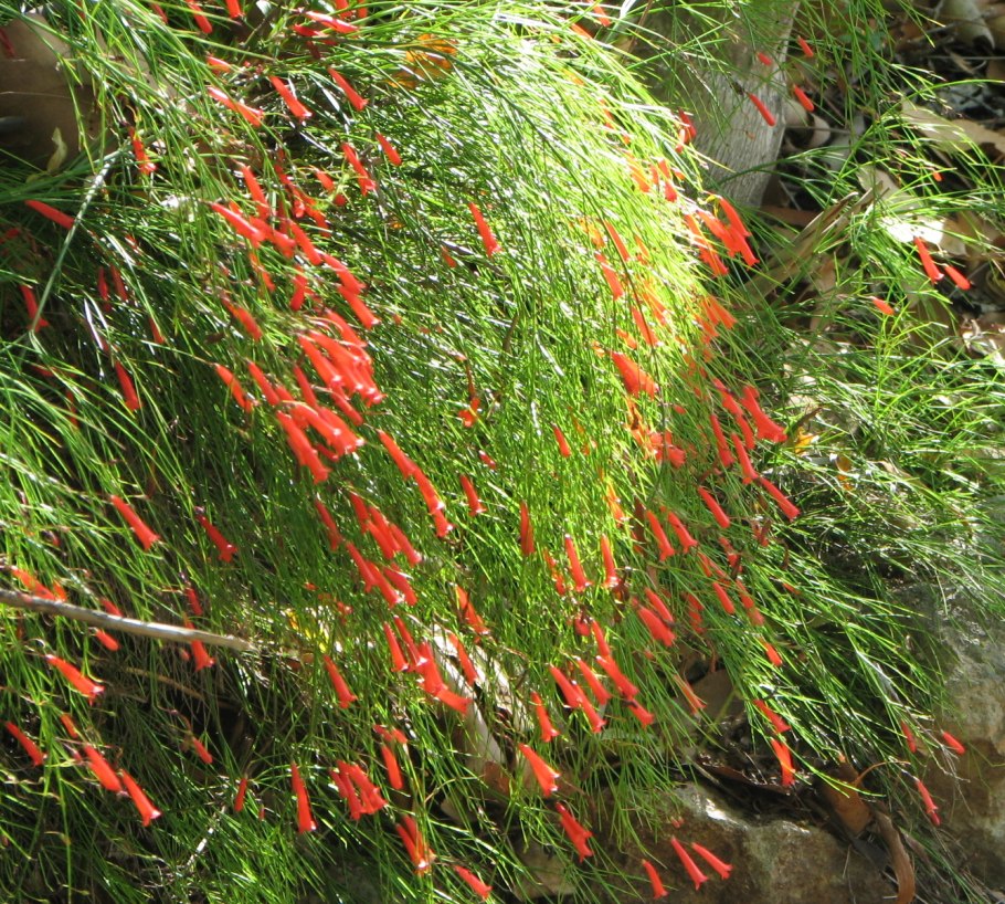 Цветок Русселия хвощевидная