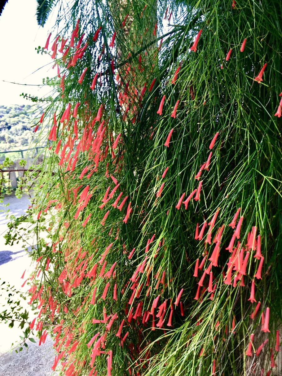 Русселия цветок