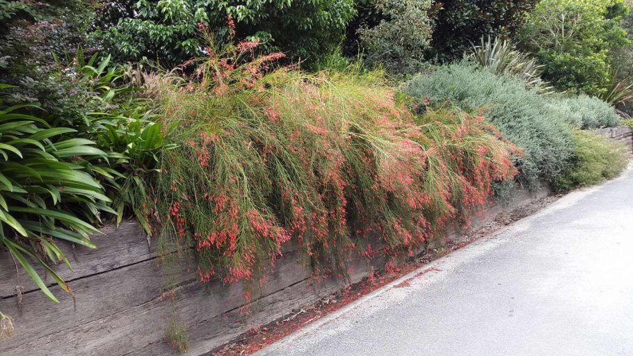 Русселия хвощеформная