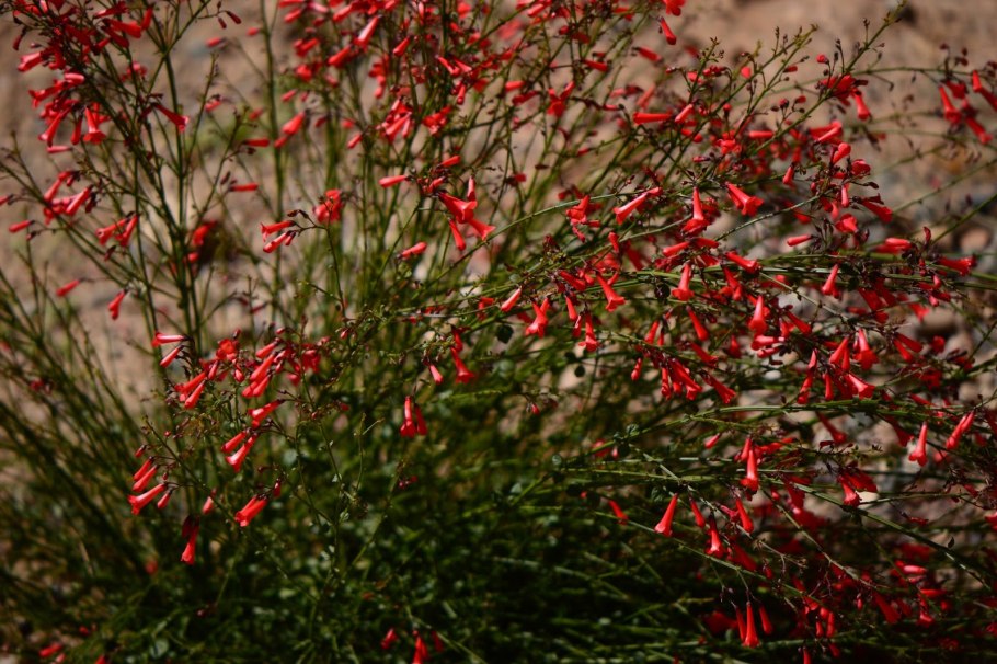 Firecracker plant
