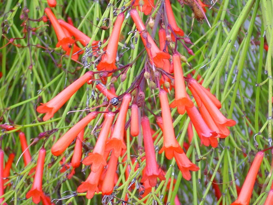 Растение Русселия