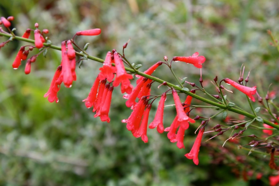 Русселия хвощевидная