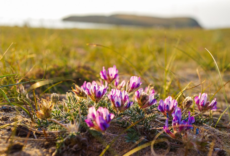 Степная растительность