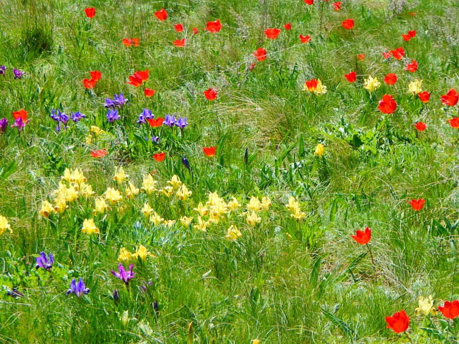 Травянистая Степная растительность Крыма