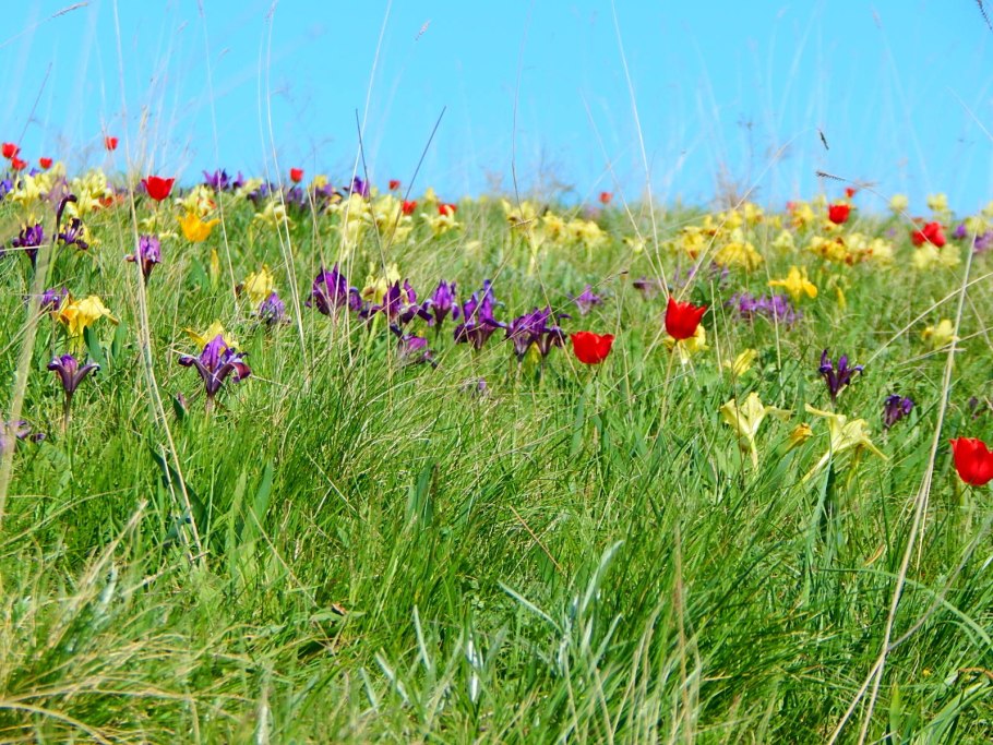 Степь прерия растения