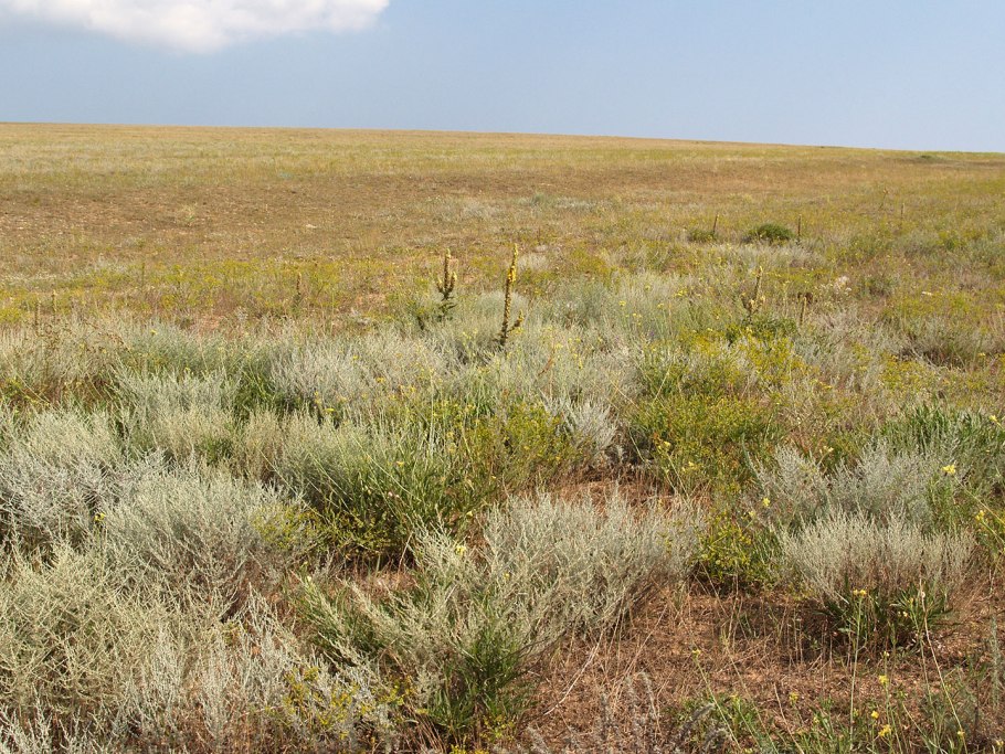 Ямская степь Белогорье