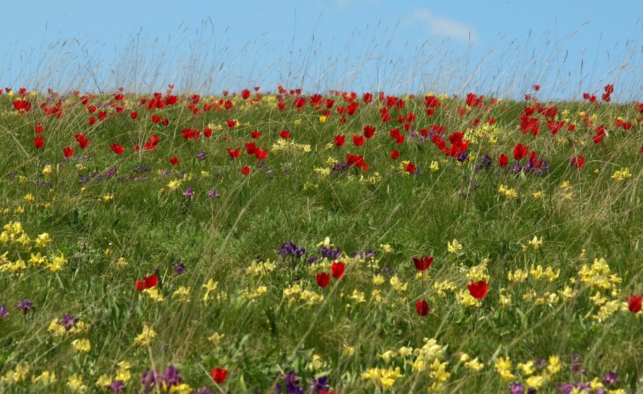 Куриловская Тюльпанная степь