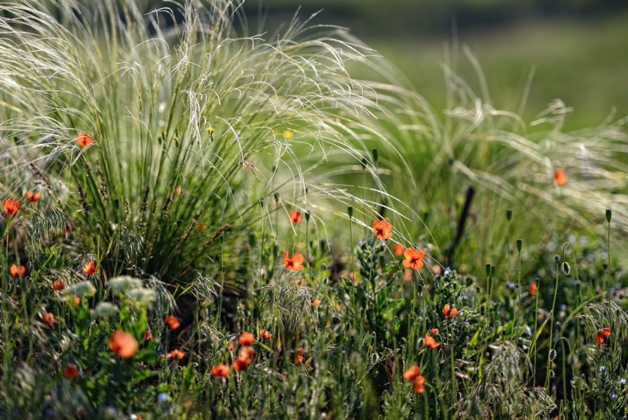 Степи Казахстана Флора