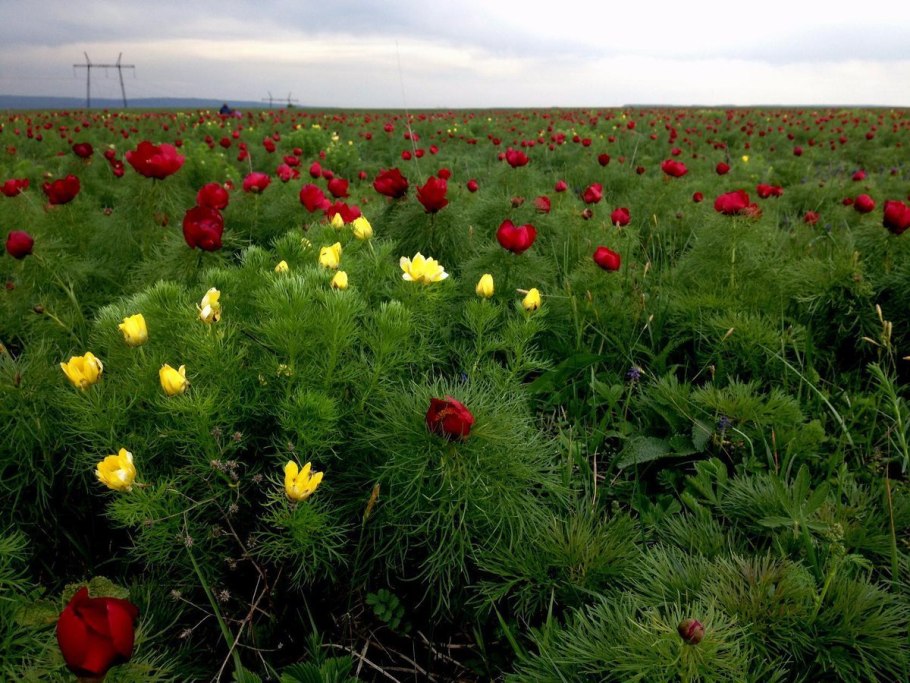 Растения степи России