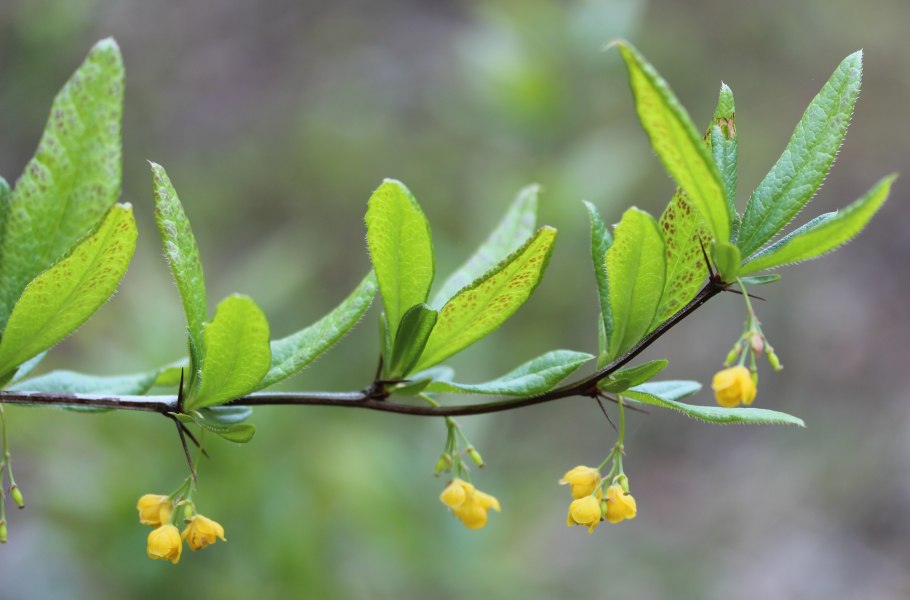 Барбарис Зибольда куст