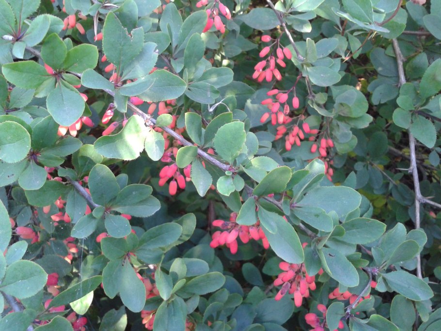 Berberis sieboldii