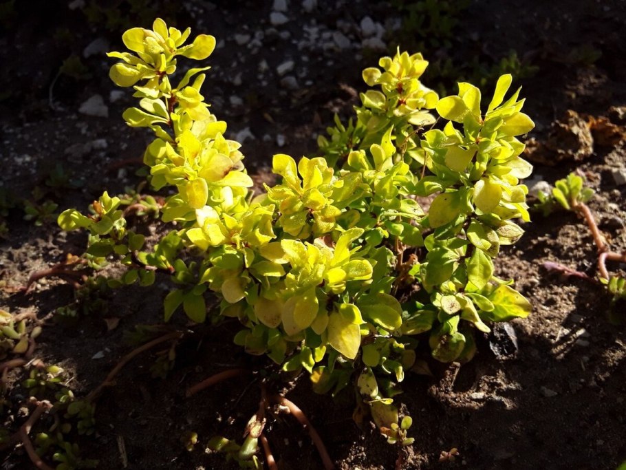 Листья барбариса